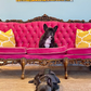 The Pink Dream Couch