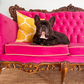 The Pink Dream Couch